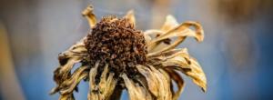 La photo d'une fleur fanée